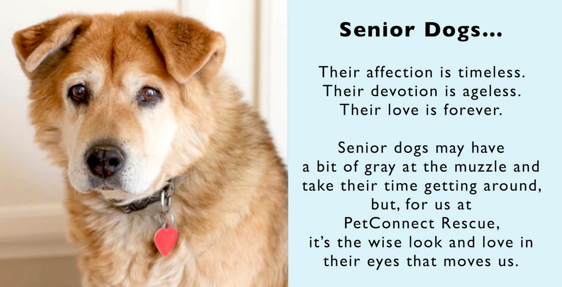 senior dogs for seniors